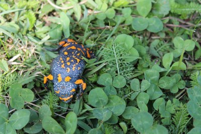 Bombina bombina (The European fire-bellied toad) "threatening" with it's orange belly